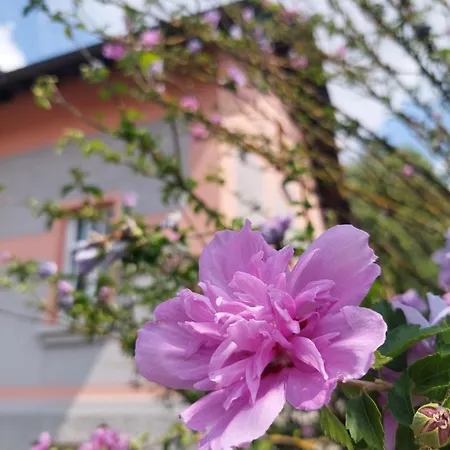 R24 - Rose House *