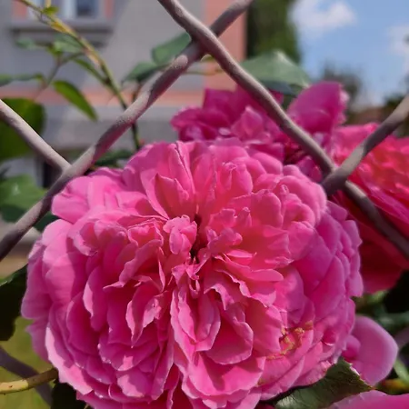 Homestay szállás R24 - Rose House *